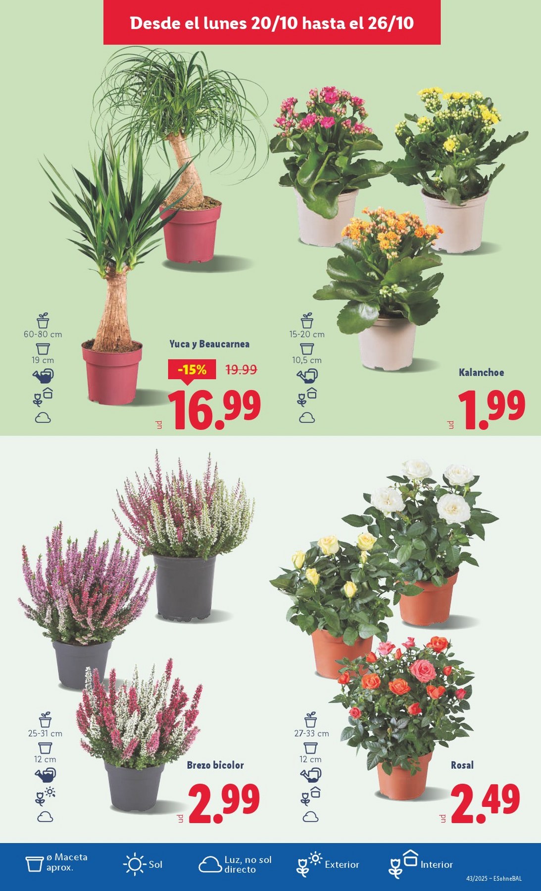 lidl folleto 51